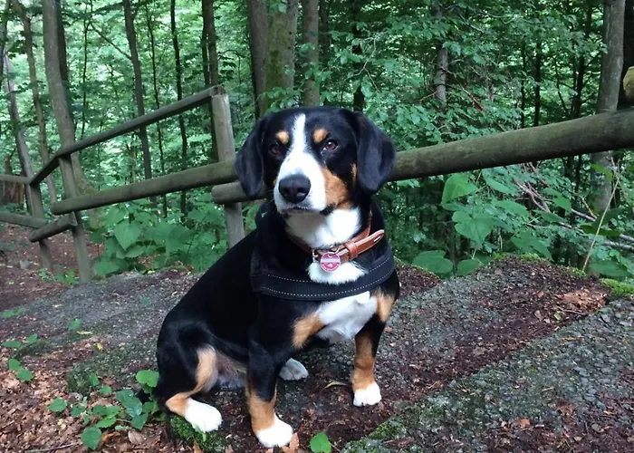 An Den Bergwiesen *